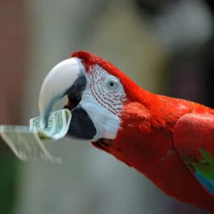 Scarlet macaw with dollar bill in beak