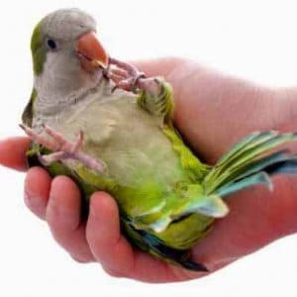 Why is My Quaker Parrot Afraid of My Hand?