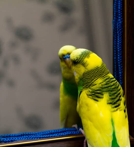 Should I Replace a Recently Deceased Parakeet?