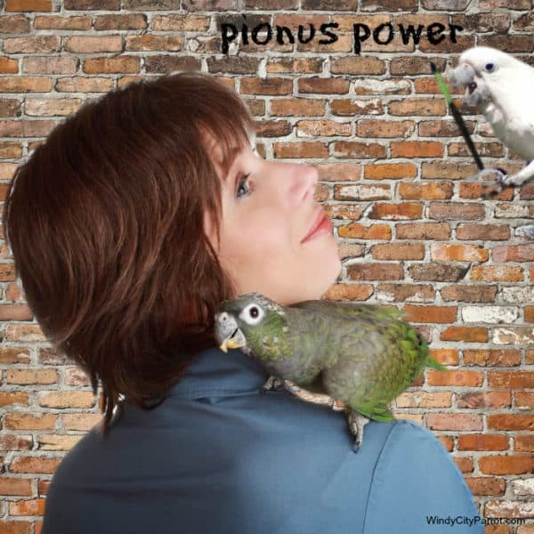 Pionus Parrot Supplies