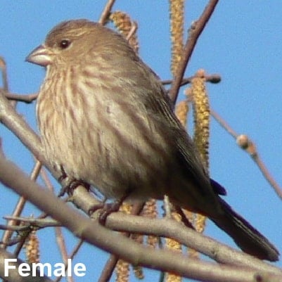 Female Mexican house finch What Are the Characteristics of the American Goldfinch?