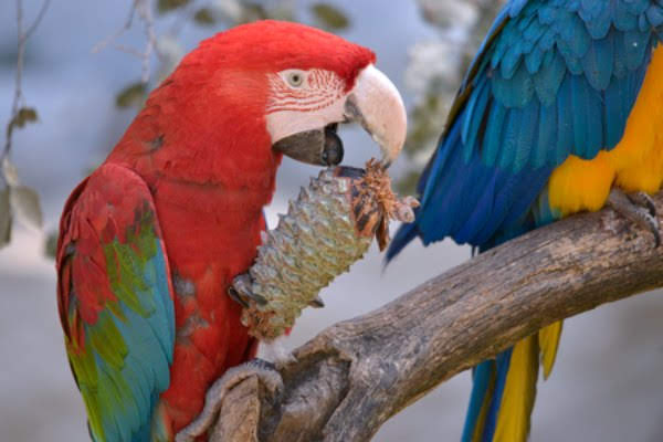 Green wing macaw eating pinecone