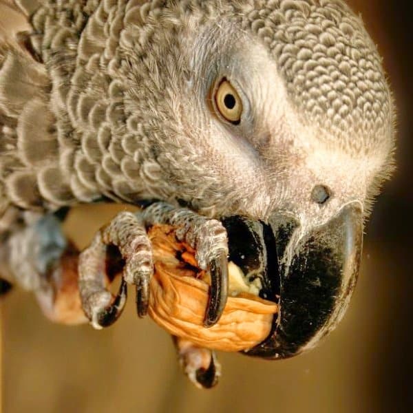 food-helps-keep-african-grey-parrots-interested-in-their-enviornment