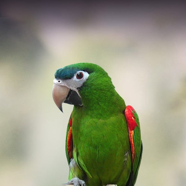 What Do You Recommend for a 25-year-old Hahns Macaw?