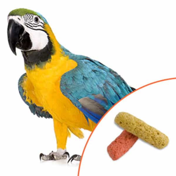 The Truth About Seeds For Pet Birds – Marion Zoological