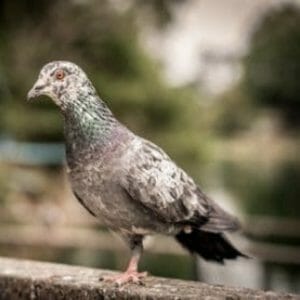 Handicapped Bird Videos Or What Our Birds Teach Us About Disabilities