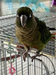 Why Did My 17 year old Jenday Conure, Kiwi Lay an Egg? - Windy City Parrot