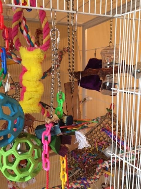 Bird cage full of toys