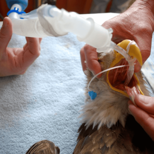 Parrot under general anesthesia