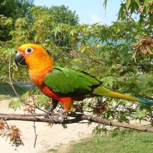 What is Normal Jenday Conure Behavior?