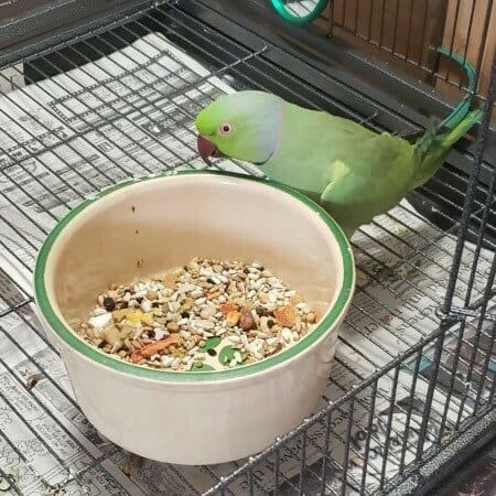 African ringneck with large ceramic food dish on bottom of birdcage