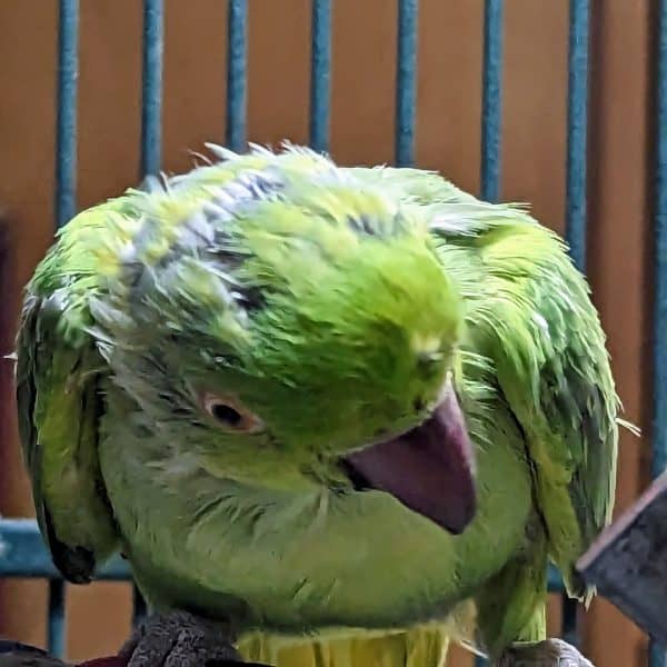 Close up African ringneck during heavy molt