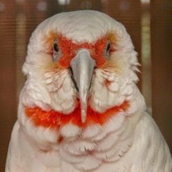 Long beak corella cockatoo