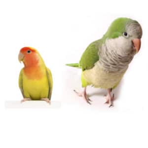 Can My Quaker and Lovebird Share a Cage?