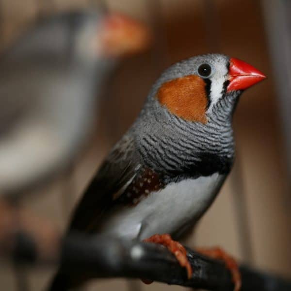 Male Zebra Finch macro close up