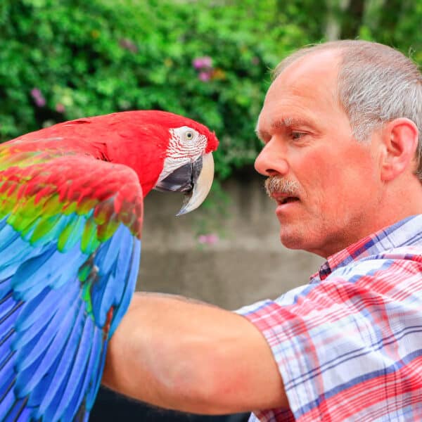 What Would It Be Like to Have a Large Parrot?