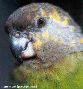 Poicephalus – 9 African Parrot Species not Ending in Grey