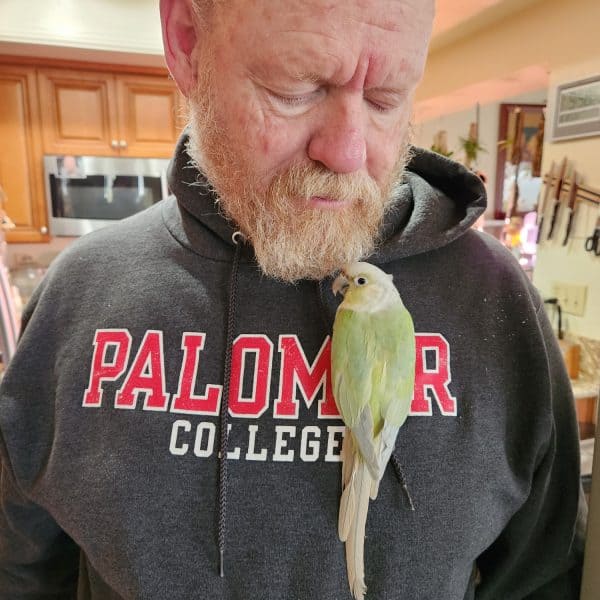 Opalmint Green Cheek Conuure perched on sweatshirt od senior male