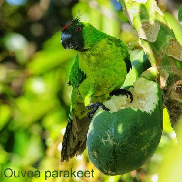 “Pet Bird Food: A Guide to Nourishing Your Birds and Parrots”