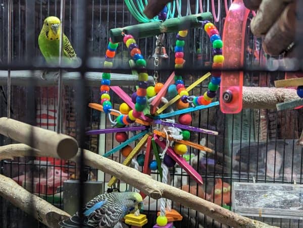 Prevue pet Ferris Wheel Toy in Budgie bird aviary at Windy City Parrot.