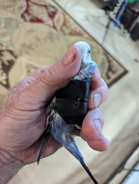 Budgie with leather band protecting broken wing