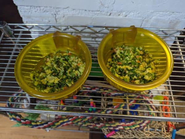 2 dishes of a kale base veggie mixture for budgies What Are Birds Thinking Part - 4 - Budgies