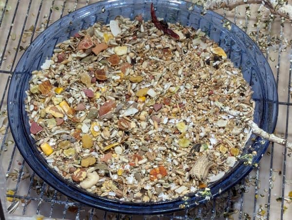 Pie dish full of bird food