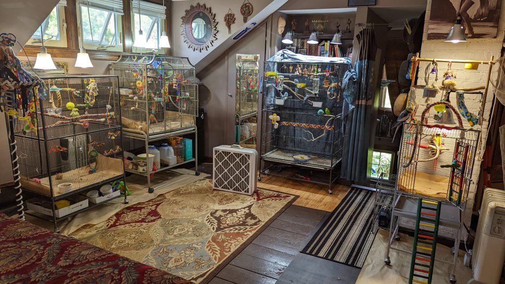 Room with 4 birdcages housing from left-to-right African ringneck ~ Quaker - 8 budgies - grey cockatiel