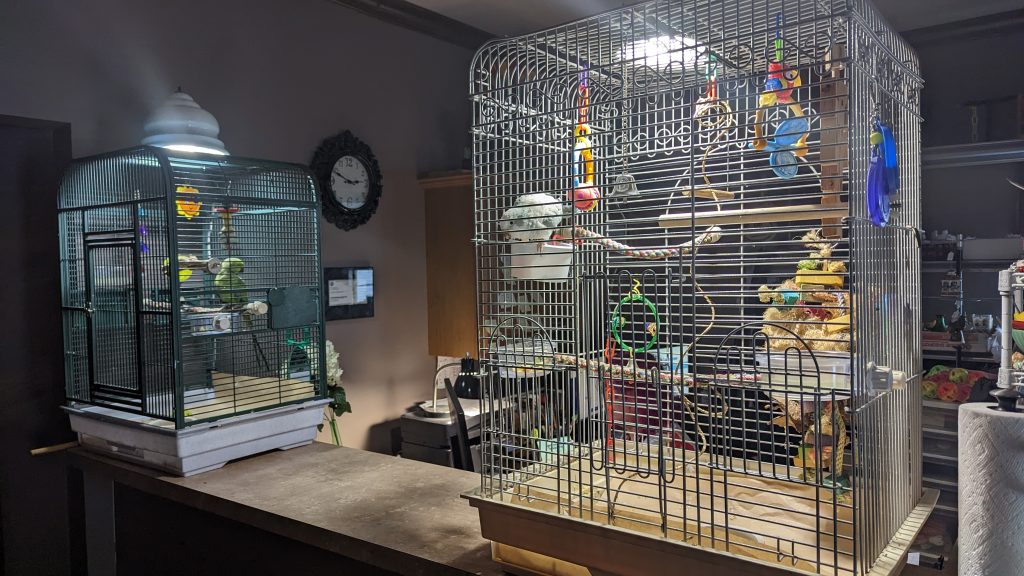 Ringneck in cage on left on office counter quaker in cage on right