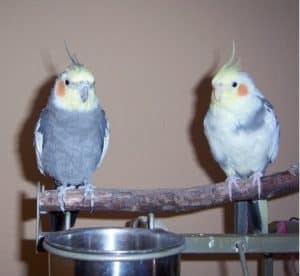 What To Do When One Cockatiel Passes?