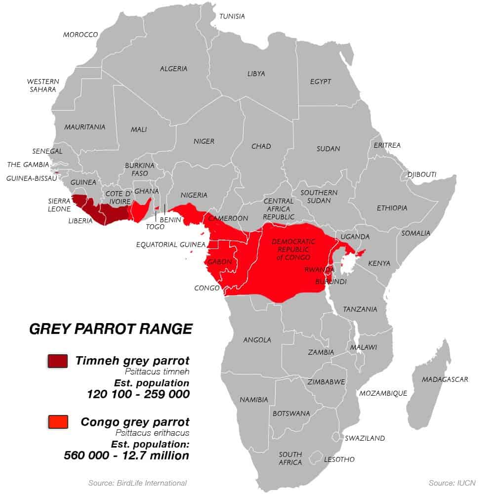 Afican grey parrot range Africa