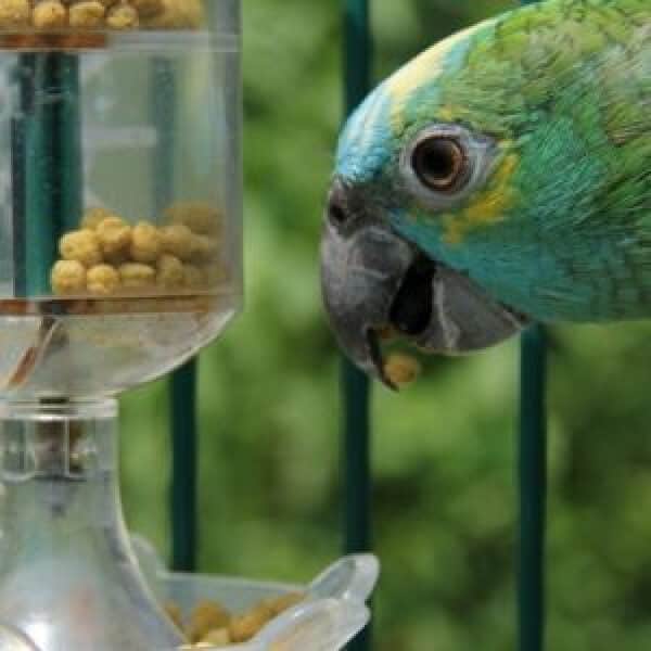 Hagen’s (HARI) Alternative Formula Pellets Offer Better Nutrition for Mature Birds