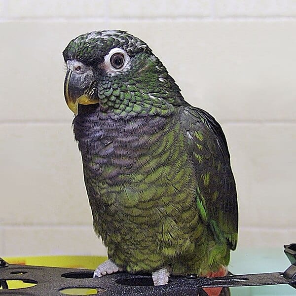 What are the Characteristics of Pionus Parrots and Their Subspecies?