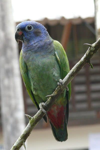 What are the Characteristics of Pionus Parrots and Their Subspecies ...