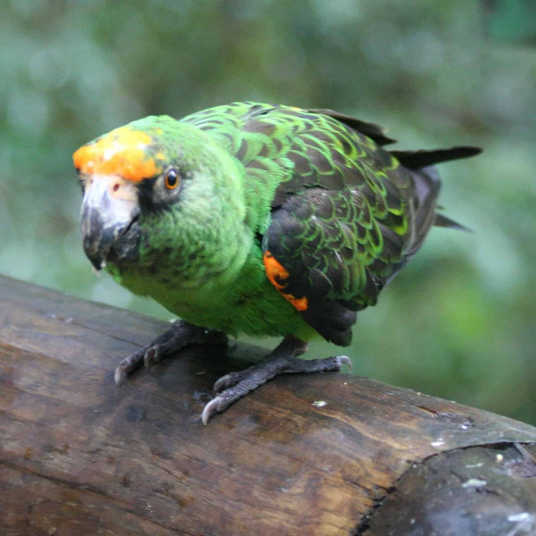 Category: Poicephalus Food - Windy City Parrot