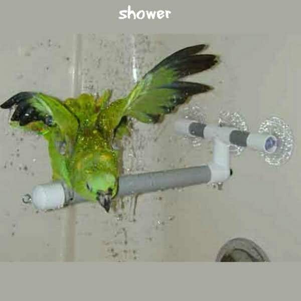 How to Get a Bird Used to a Shower Perch