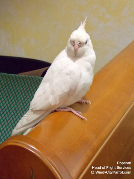 Cockatiel perched on 4 inch diameter baseboard