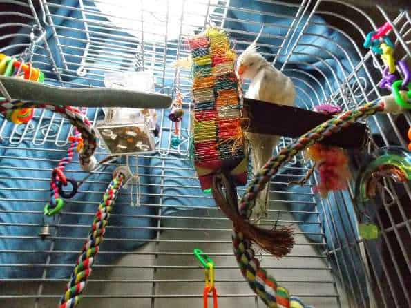 white cockatiel inside top of bird cage filled with bird toys