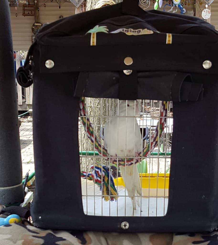 popcorn white cockatiel in canvas covered metal cage