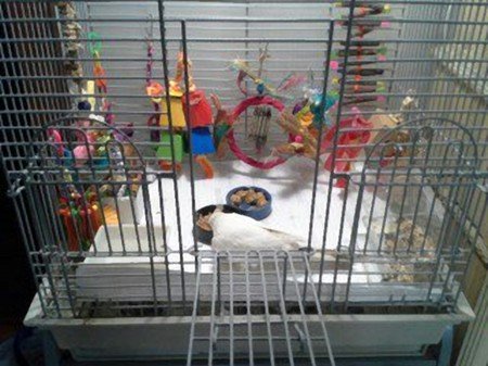 bird cage with all toys and accessories moved to lower portion of cage