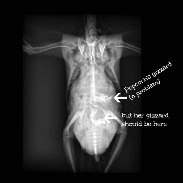 Cockatiel Xray with annotations
