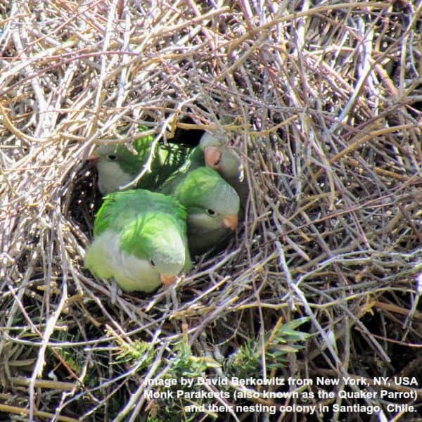 a few quaker parrot looking out a large feral Monk parakeet nest.