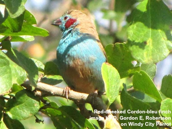 Red cheeked Cordon blue finch