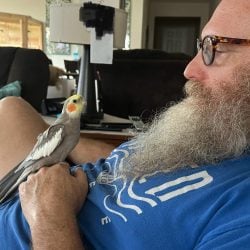 Cockatiel on hand resting on the stomach of a man with along beard