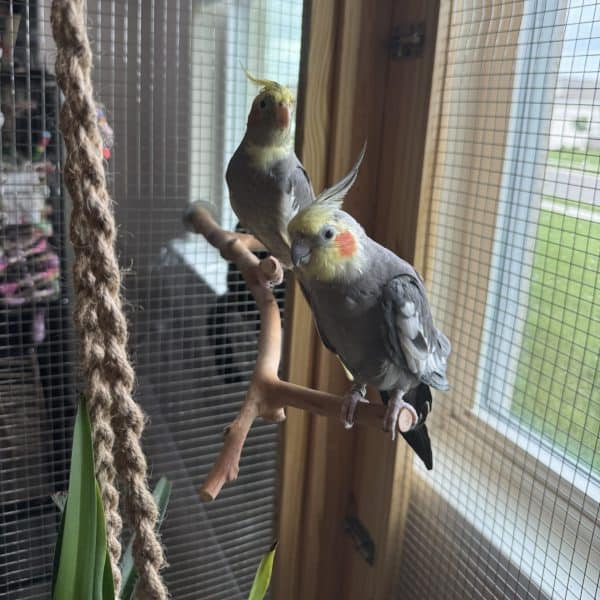 2 cockatiels in custom aviary