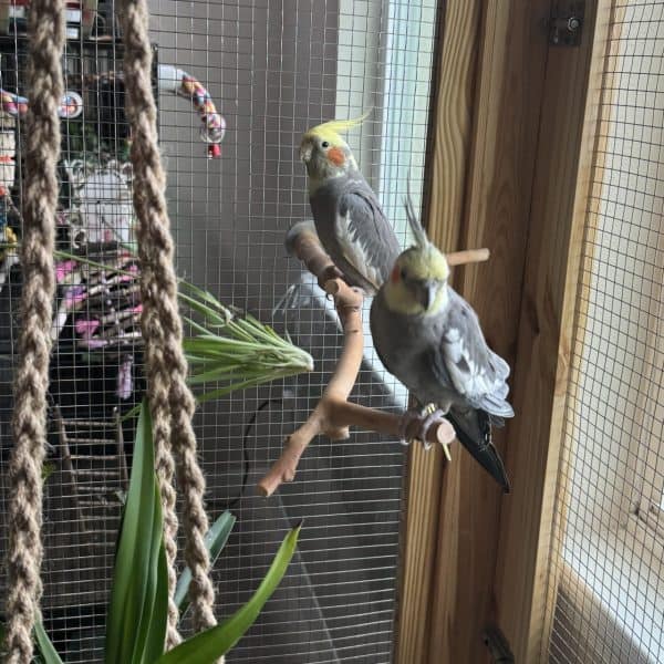 2 cockatiels in custom aviary