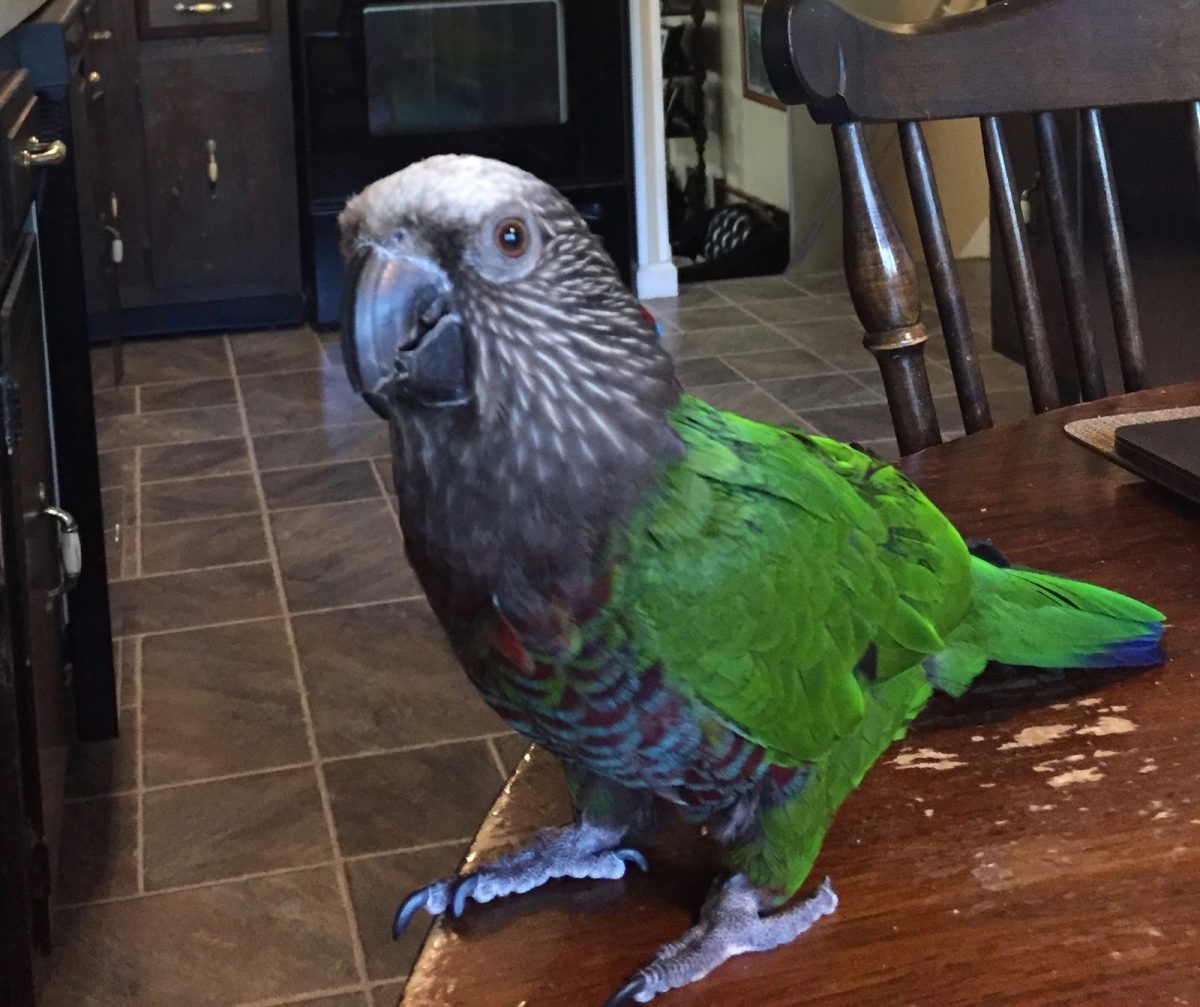 Rudy male hawkheaded parrot at home