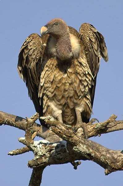 Rüppell's Vulture (Gyps rueppellii) in the Serengeti, Tanzania.