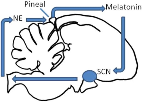 Schematic of the avian circadian clock The pineal gland secretes melatonin