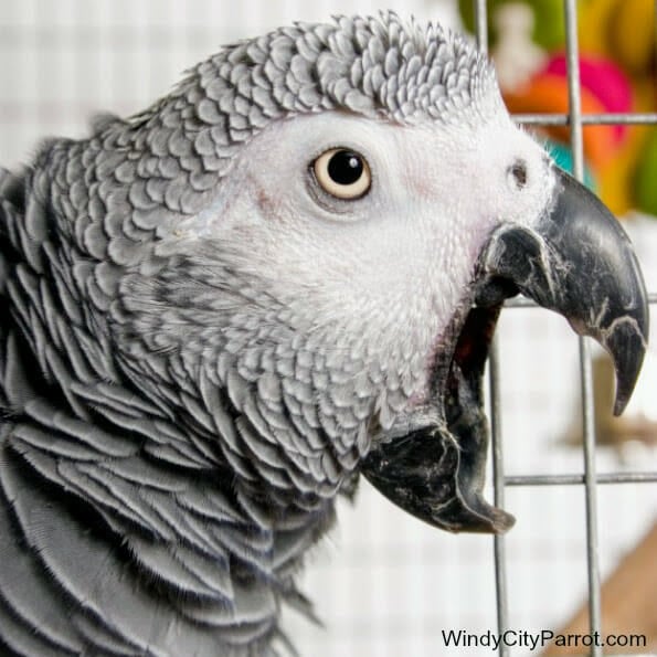 Why Do Parrots Scream a Lot?